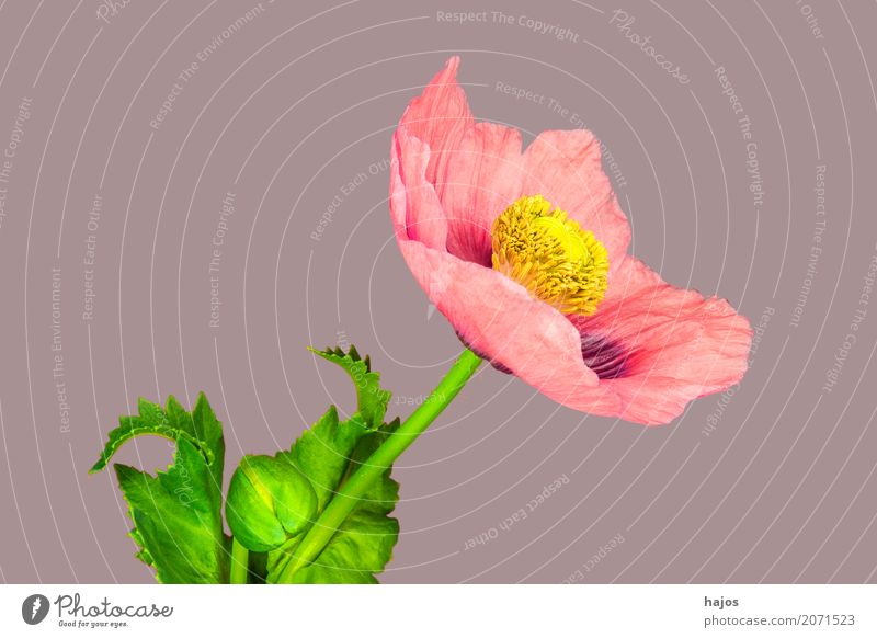 Schlafmohn,Blüte Rauschmittel Medikament Pflanze rosa Sucht Mohn Opium Alkaloid Betäubungsmittel Narkotikum Pharmzie Gift Asien Nahaufnahme Makroaufnahme