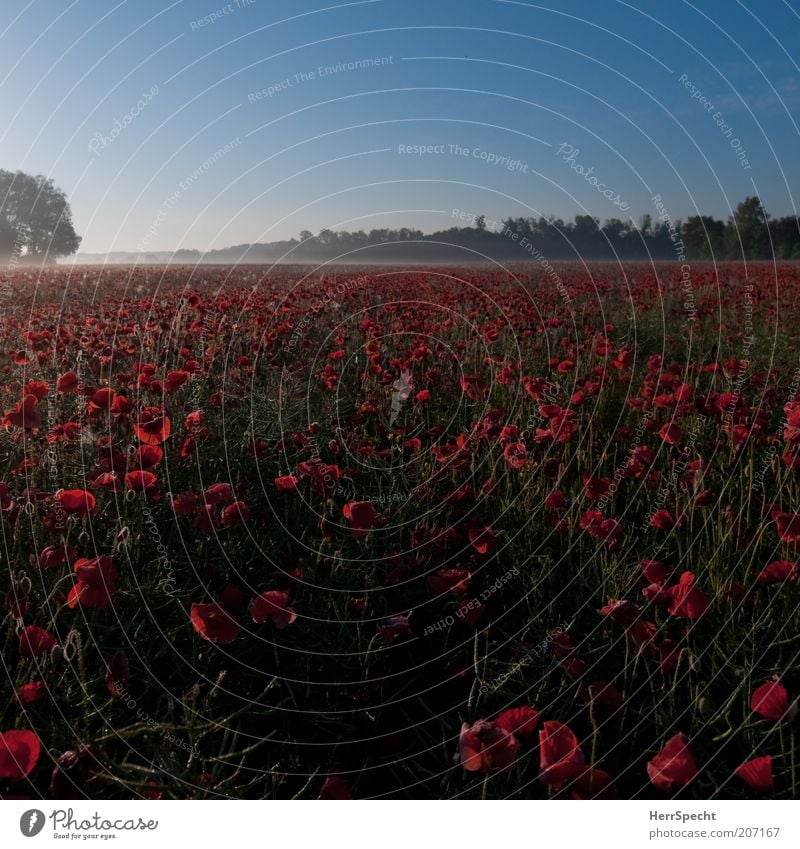 Morgenmohn Landschaft Pflanze Wolkenloser Himmel Sommer Schönes Wetter Nutzpflanze Mohn Feld schön blau grün rot ruhig Horizont Morgendämmerung Ferne frisch