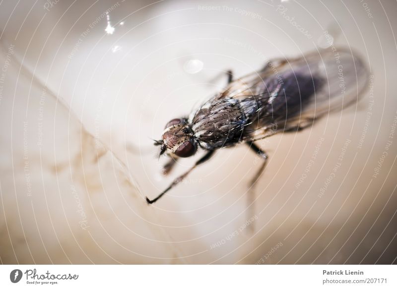 Ich steh auf Quallen Umwelt Natur Tier Wasser Wildtier Fliege 1 Ekel Flügel durchsichtig hell dunkel Beine Farbfoto mehrfarbig Detailaufnahme Makroaufnahme