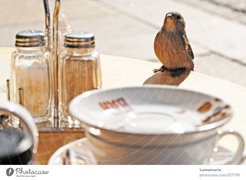 Herr Ober Tier Vogel 1 sitzen warten Freundlichkeit schön klein lustig nah Neugier niedlich braun Stimmung Fröhlichkeit Vertrauen Tierliebe Gastfreundschaft