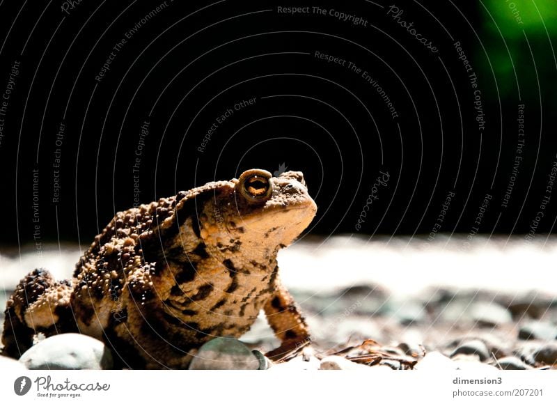 Die Kröte im Wald Natur Tier Erdkröte 1 beobachten krabbeln Blick dunkel Ekel klein nah natürlich schleimig wild braun gelb ernst Farbfoto Außenaufnahme