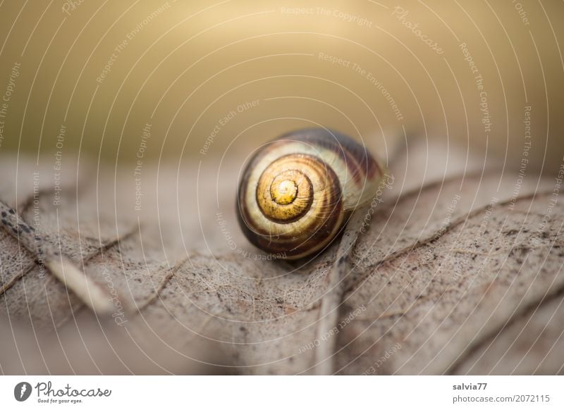 Endlichkeit Natur Erde Herbst Pflanze Blatt Wald Schnecke Schneckenhaus Hainbänderschnecke dunkel natürlich rund braun gelb grau ruhig Trauer Einsamkeit Ende