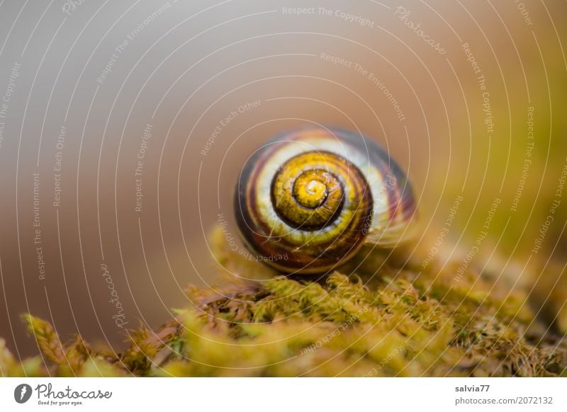 Herbstfarben Natur Erde Pflanze Moos Wald Schnecke Schneckenhaus rund weich braun gelb grau grün ästhetisch einzigartig ruhig Symmetrie Wandel & Veränderung