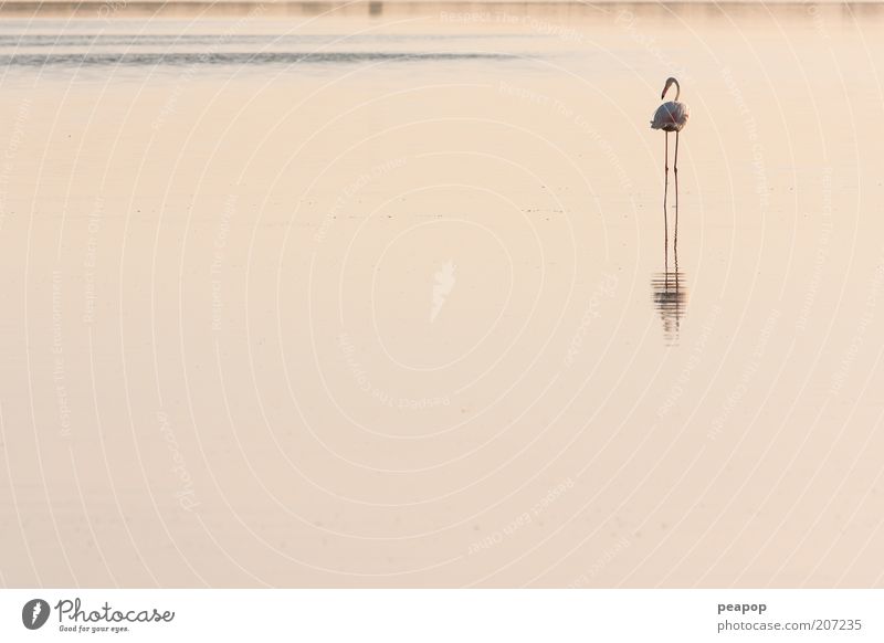 Flammenstoffe Tier Teich See Vogel Flamingo 1 rosa Silhouette Süßwasser Ornithologie Reflexion tropisch Watvögel watend Wasser Tierwelt Farbfoto Außenaufnahme