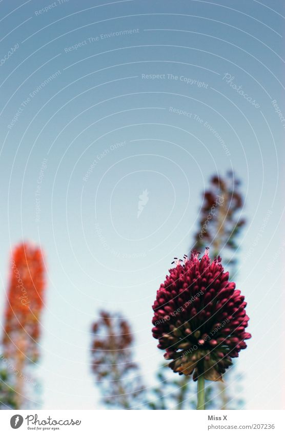 Bömmel Natur Himmel Pflanze Blume Blüte Blühend Wachstum gigantisch groß mehrfarbig Außenaufnahme Menschenleer Textfreiraum oben Schwache Tiefenschärfe