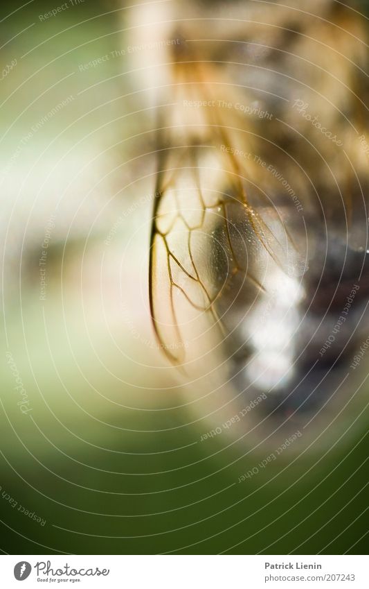 Bienenstich Umwelt Natur Tier Luft Sommer Wildtier 1 Flügel Gefäße sitzen fliegen schön zerbrechlich stechen Farbfoto mehrfarbig Makroaufnahme Menschenleer