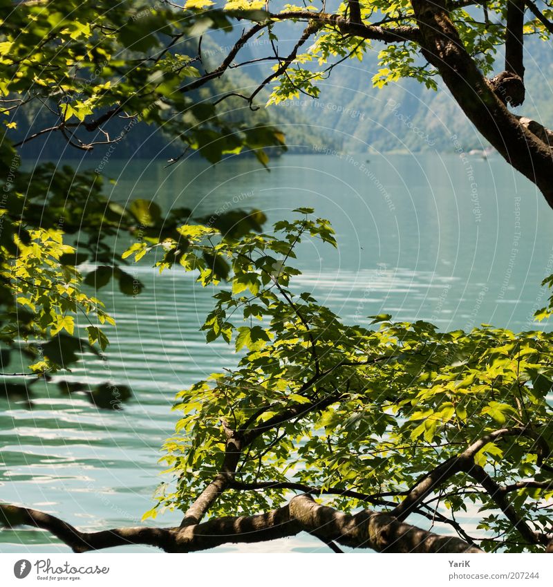 grün bis türkis Ferien & Urlaub & Reisen Freiheit Sommer Sommerurlaub Berge u. Gebirge Natur Wasser Baum Blatt Grünpflanze natürlich weich ruhig Erholung