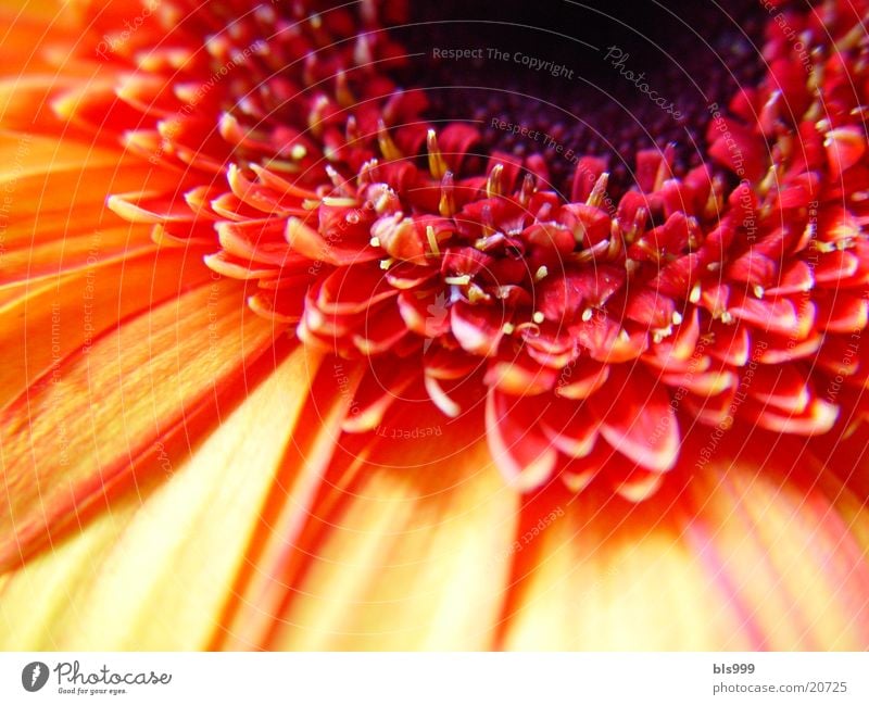 Gerbera-2 Makroaufnahme Blume Pflanze Natur