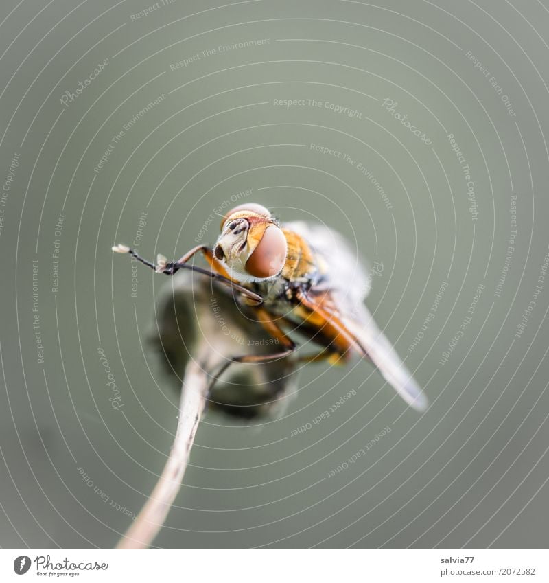 Putzpause Natur Tier Stengel Wildtier Fliege Tiergesicht Flügel 1 beobachten oben braun grau Leichtigkeit Pause Reinigen Facettenauge Panorama (Bildformat)