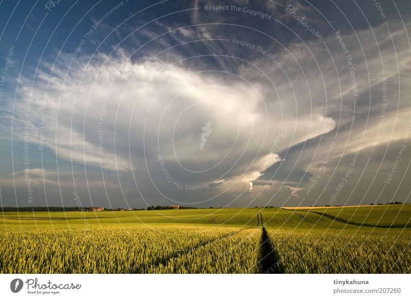 endlich Regen! Getreide Sommer Landschaft Gewitterwolken Nutzpflanze Feld bedrohlich Unendlichkeit Wärme blau gelb grün Einsamkeit Horizont Klima Stimmung