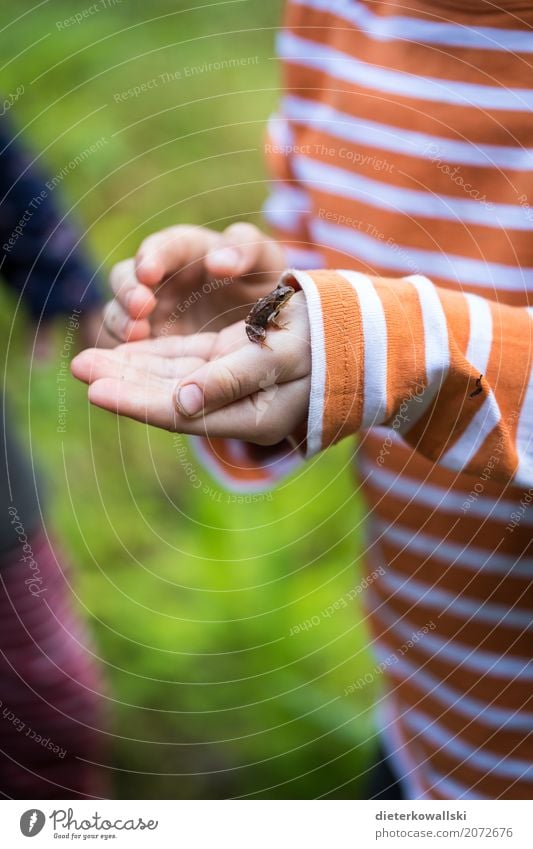 Laubfrosch Kindererziehung Bildung Wissenschaften Kindergarten Umwelt Natur Landschaft Tier Garten Wiese Wald Flussufer See Nutztier Wildtier Frosch 1 Jagd