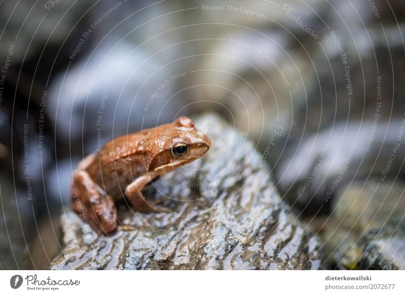 Laubfrosch Wissenschaften Umwelt Natur Landschaft Tier Nutztier Wildtier Frosch 1 Wald Waldboden Bach Wachsamkeit Farbfoto Gedeckte Farben Außenaufnahme Tag