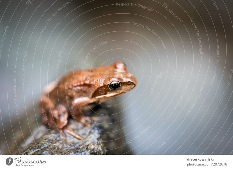 Frosch Umwelt Natur Landschaft Tier Frühling Sommer Wald Bach Nutztier Wildtier 1 Laubfrosch Farbfoto Gedeckte Farben Außenaufnahme Tag Schwache Tiefenschärfe