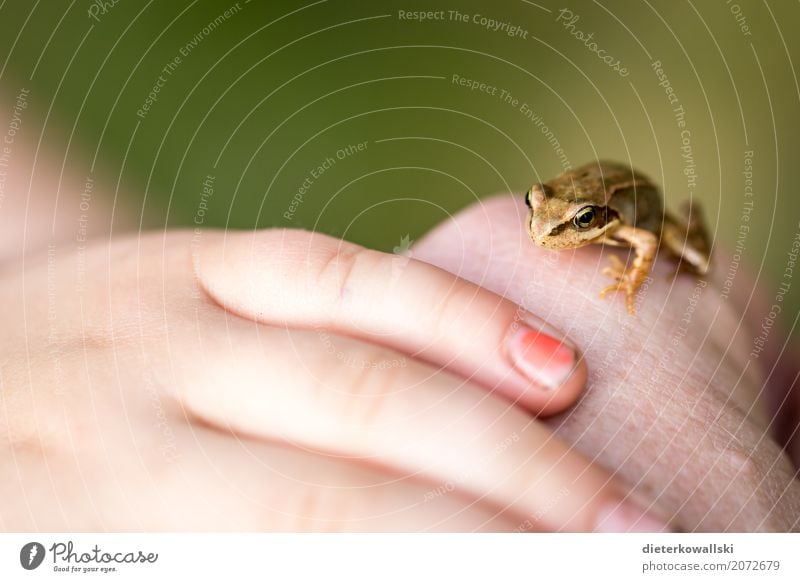 Frosch Kindererziehung Kindergarten lernen Umwelt Natur Landschaft Tier Frühling Sommer Garten Wiese Wald Wildtier 1 schön Freude Begeisterung Tierliebe