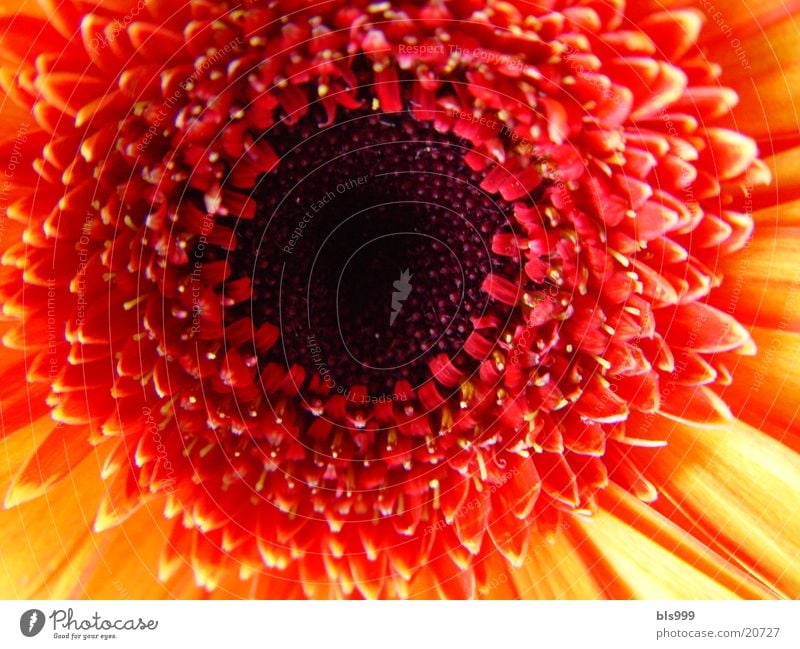 Gerbera-3 Makroaufnahme Blume Pflanze Natur