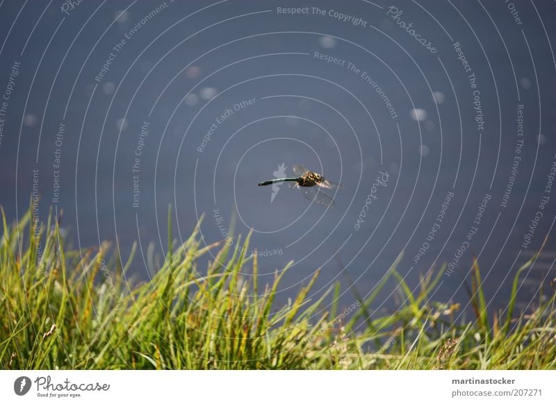 Libelle Freiheit Sommer Natur Pflanze Tier Wasser Schönes Wetter Gras Grünpflanze Seeufer Teich fliegen natürlich Geschwindigkeit schön blau grün Libellenflügel