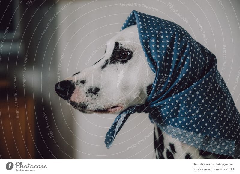 Komische alte Frau mit Kopftuch Tier Haustier Hund 1 beobachten Blick warten Coolness nerdig niedlich retro feminin vernünftig Weisheit Einsamkeit Erwartung