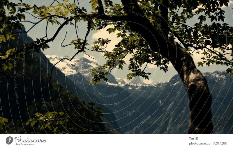 im blickfeld Berge u. Gebirge ruhig Erholung Baum grün Freizeit & Hobby Natur Bayern Deutschland Alpen Gegenlicht Schlagschatten Ferien & Urlaub & Reisen