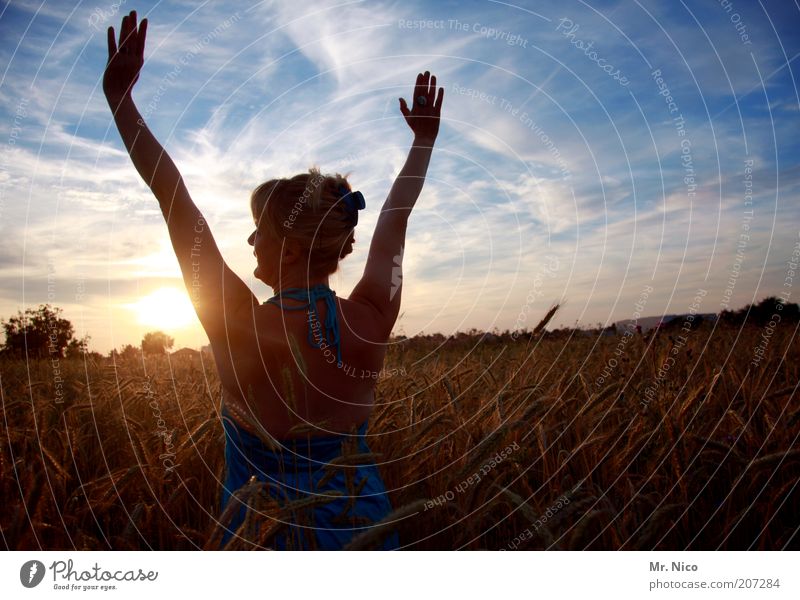 Sommerabend V feminin Frau Erwachsene Haut Rücken Arme Hand Finger Umwelt Natur Landschaft Himmel Sonnenaufgang Sonnenuntergang Wetter Schönes Wetter Feld frei