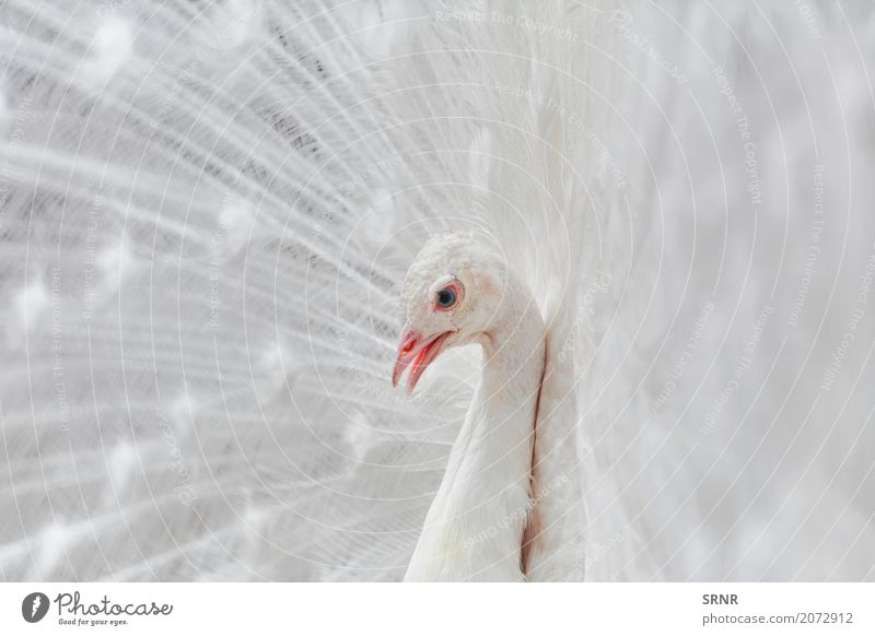 Porträt des Pfaus Natur Vogel wild Albino Pfauenschwanz Vogelwelt Festakt Balz Balzritual verdecktes Federtier verdeckte Federn extravaganter Schwanz