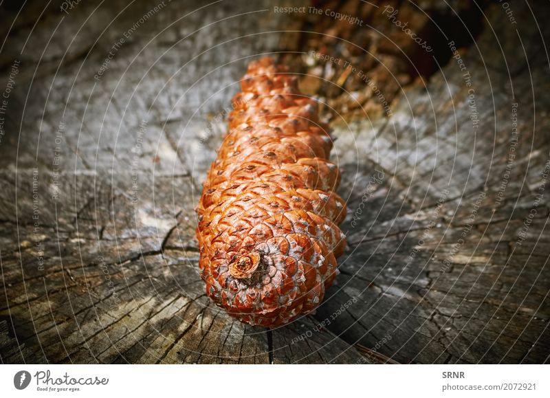 Tannenzapfen auf dem Stumpf Umwelt Natur Holz braun Ökosystem ökologisch Kiefernzapfen Koniferenzapfen Strobili Zapfen Strobile Strobilus Holzkegel Farbfoto