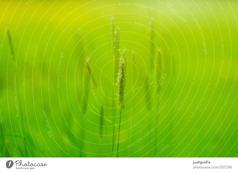 Gras Umwelt Natur Pflanze Sommer Schönes Wetter Wiese Wachstum natürlich Wärme wild grün Stimmung Leben zart Farbfoto Außenaufnahme Menschenleer