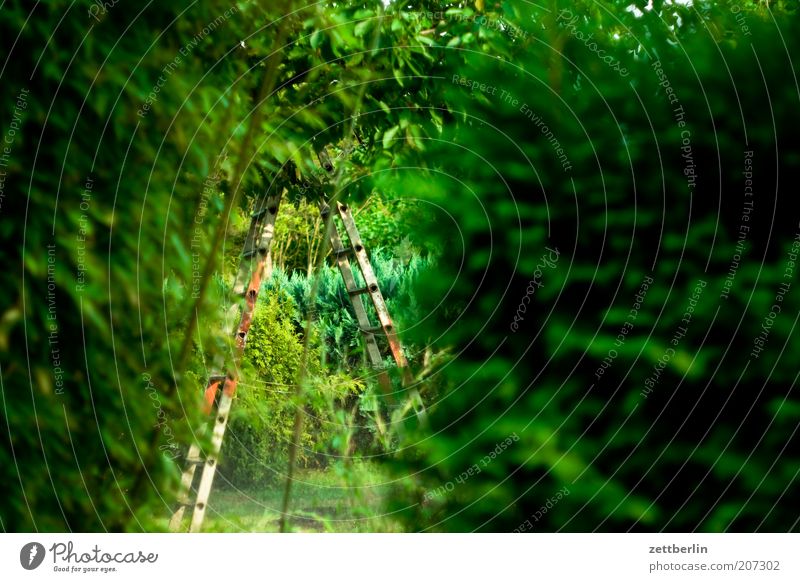 Bambus, Kirsche, Konifere Garten Schrebergarten Kleingartenkolonie grün Blattgrün Leiter stehleiter Hecke Pflanze Durchblick durchschlupf Tiefenschärfe