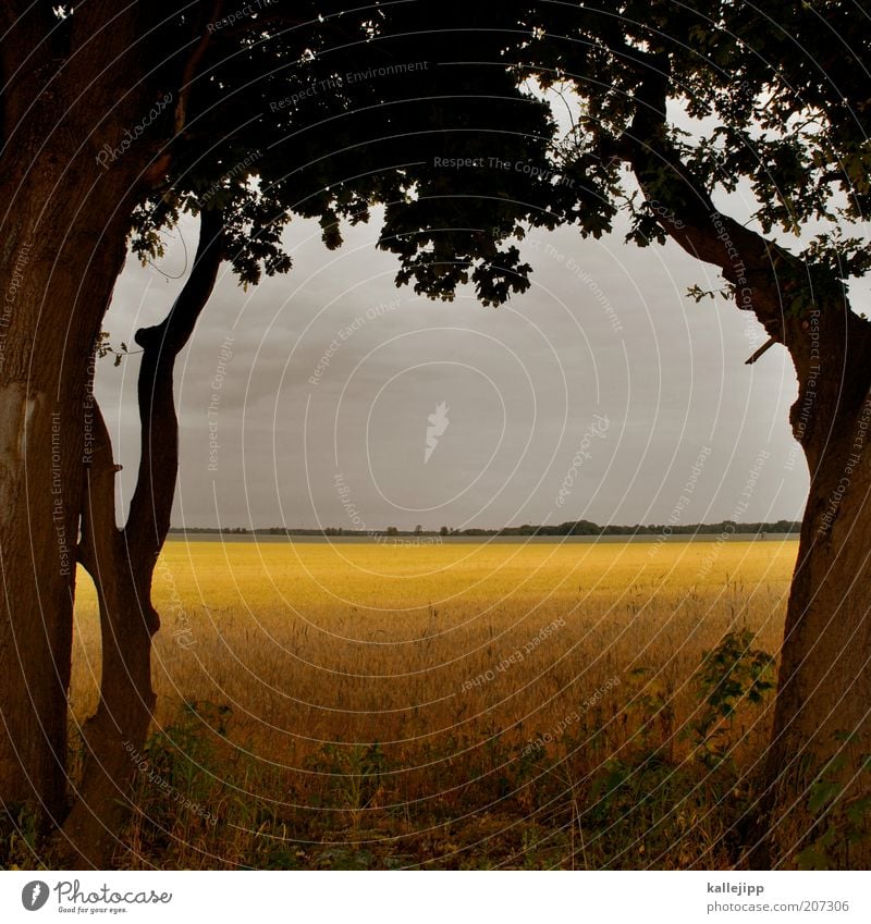 on nature Wirtschaft Umwelt Natur Landschaft Pflanze Himmel Wolken Gewitterwolken Sommer Klima Baum Nutzpflanze Feld gelb gold ruhig Ernährung Getreidefeld