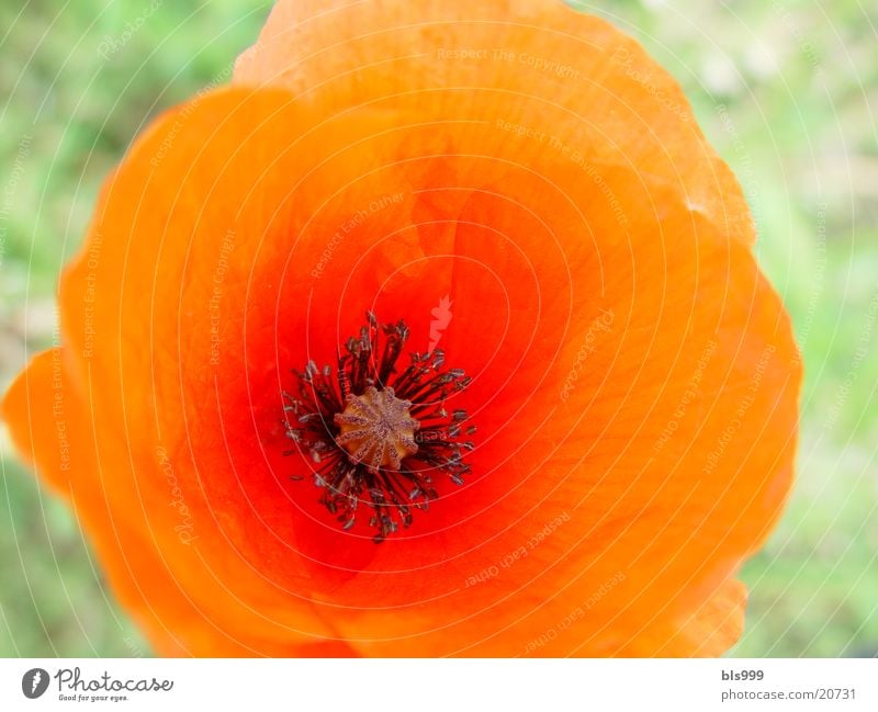 Mohn Blume rot Natur Garten