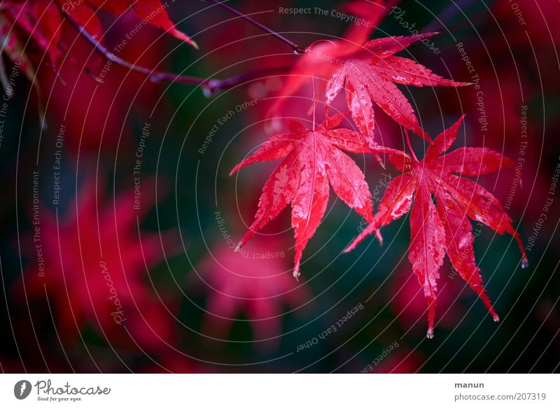 roter ahorn Natur Wassertropfen Herbst Regen Sträucher Blatt Herbstlaub herbstlich Herbstfärbung Herbstbeginn Ahorn Ahornblatt Ahornzweig Ast frisch nass schön