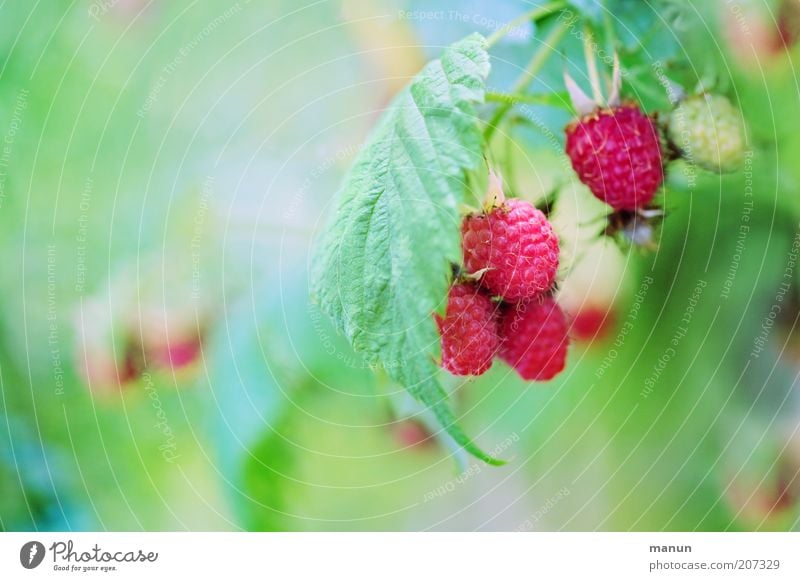 Himbi Lebensmittel Frucht Ernährung Bioprodukte Vegetarische Ernährung Himbeeren biologisch Natur Sommer Pflanze Sträucher Blatt Nutzpflanze Wildpflanze