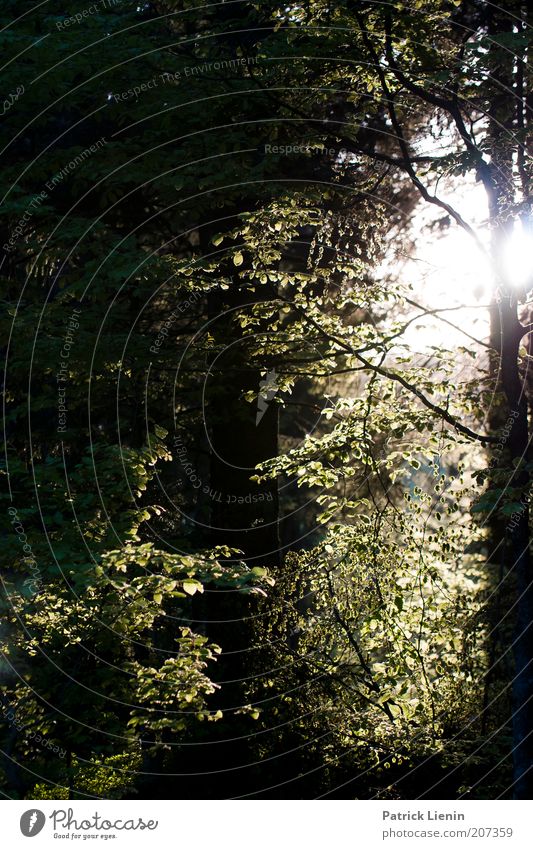 Licht im Walde Umwelt Natur Landschaft Pflanze Urelemente Luft Sonne Sonnenaufgang Sonnenuntergang Sonnenlicht Sommer Baum Blatt Grünpflanze scheinend blenden