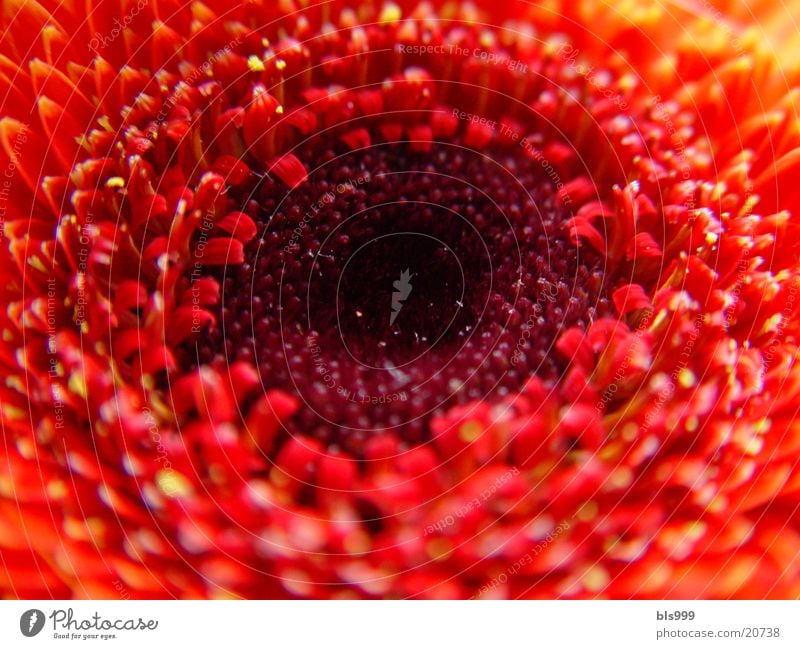 Blumige Eindrücke Gerbera Makroaufnahme Blume Natur Garten