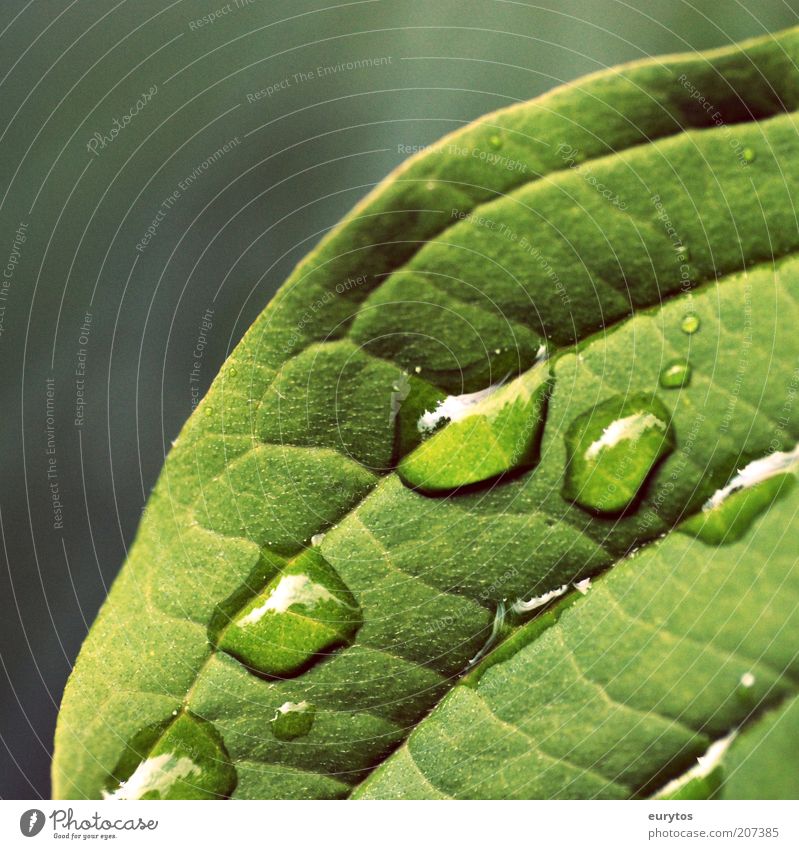 macro Umwelt Natur Pflanze Wetter Blatt Grünpflanze Nutzpflanze Wildpflanze Topfpflanze exotisch grün Weisheit Reinlichkeit Sauberkeit Durst Tropfen