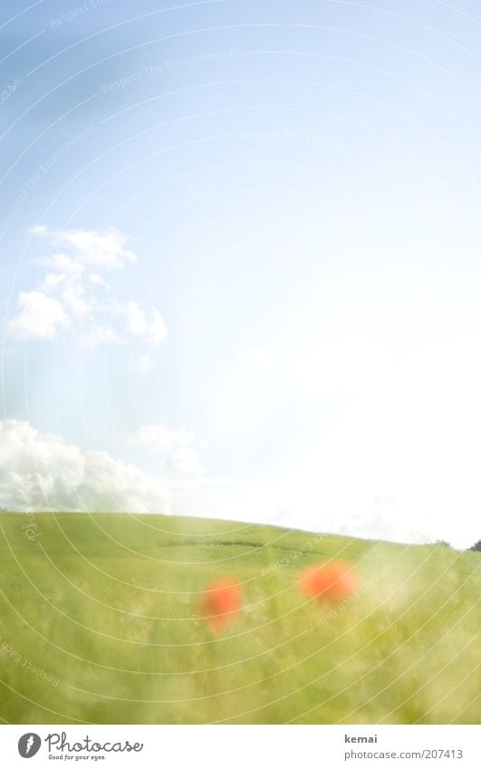 Sanfter Hügel Umwelt Natur Landschaft Pflanze Himmel Wolken Sonnenlicht Sommer Klima Schönes Wetter Wärme Gras Blüte Grünpflanze Wildpflanze Mohnblüte Feld