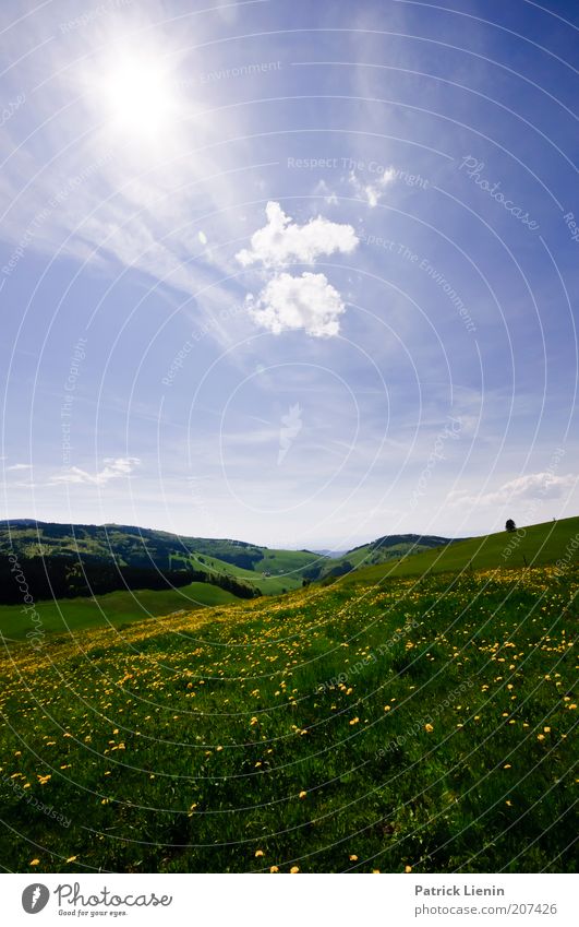 Sommerwiese Umwelt Natur Landschaft Pflanze Luft Himmel Wolken Sonne Sonnenlicht Klima Wetter Schönes Wetter Blume Gras Wiese Blühend gelb blau Ferne Ausflug