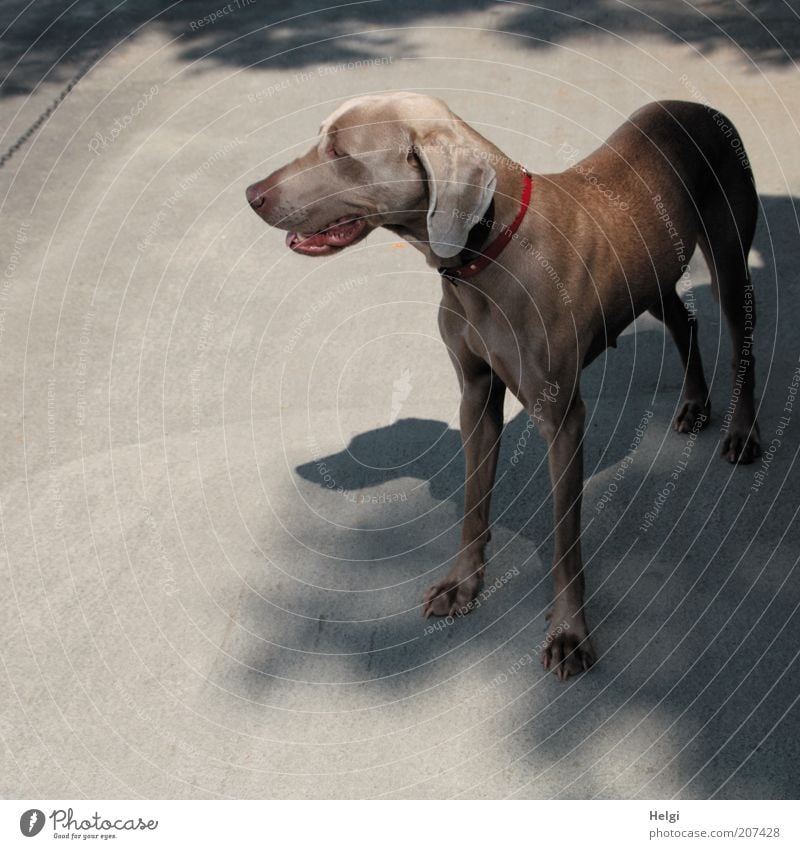 schatten suchen... Sonnenlicht Sommer Schönes Wetter Tier Haustier Hund Weimaraner 1 atmen beobachten Blick stehen warten ästhetisch schön natürlich braun grau