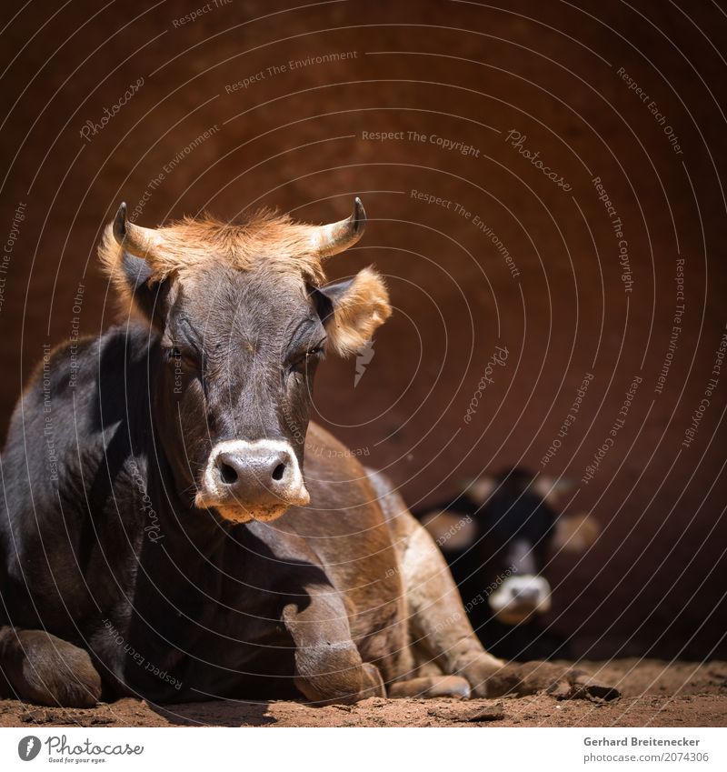 Steaks in Progress II Wurstwaren Fisch Ernährung Landwirt Landwirtschaft Forstwirtschaft Urelemente Tier Nutztier Kuh 1 liegen warten authentisch dreckig trist