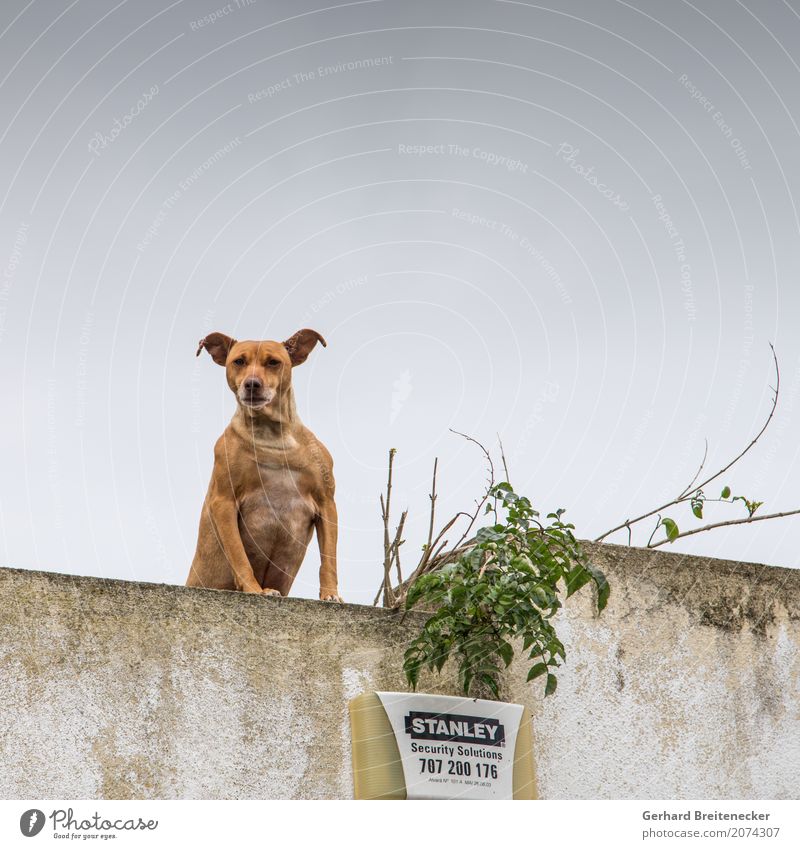 Call Stanley Tier Hund 1 Aggression stark selbstbewußt Kraft Sicherheit Wachsamkeit Hass Konflikt & Streit Galerie Farbfoto Gedeckte Farben Außenaufnahme