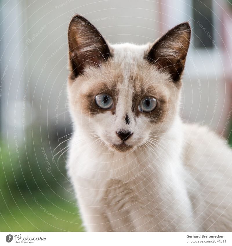 Katze 267 Tier Haustier 1 beobachten Neugier niedlich Tierliebe Farbfoto Tierporträt Blick Blick in die Kamera Blick nach vorn