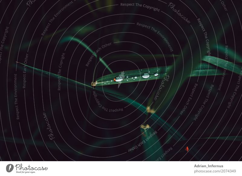 Waterdrop Sommer Natur Pflanze Wärme Gras Blatt Grünpflanze Wildpflanze Wald Verantwortung analogstyle backwoods bavaria dark forest green greenhell grove