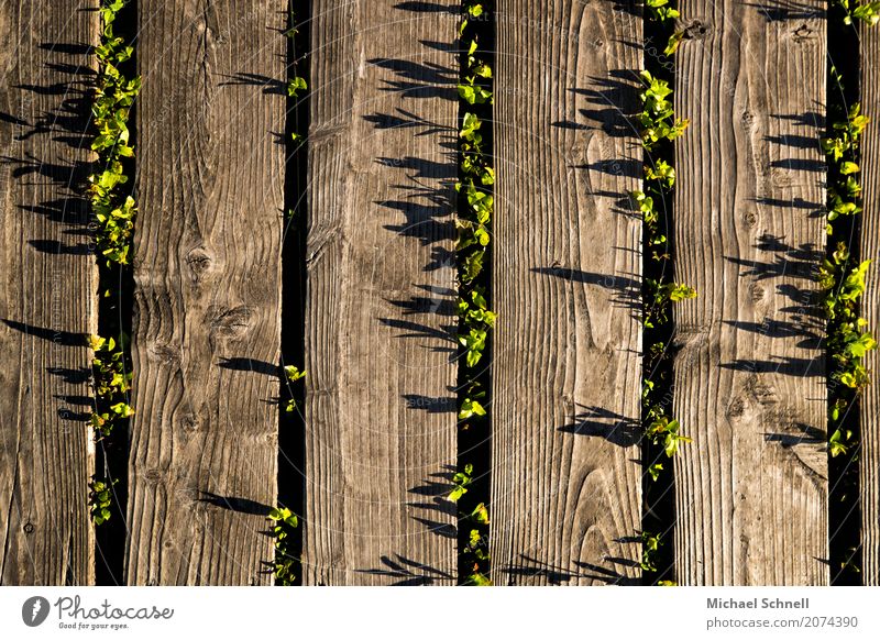 Brettpflanzenschatten Umwelt Natur Pflanze Gras Sträucher Moor Sumpf Erfolg braun grün Umweltschutz einrichten Hohes Venn Farbfoto Außenaufnahme Menschenleer