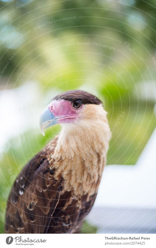 Greifvogel Tier Nutztier Vogel 1 Tierjunges blau braun gelb violett schwarz Feder ästhetisch Schnabel Scharfer Geschmack Wächter Wachsamkeit Farbfoto