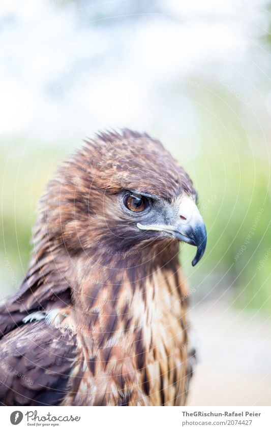 Raubvogel Tier Nutztier Wildtier 1 braun grau grün schwarz weiß Schnabel Feder gefiedert majestätisch elegant Auge Detailaufnahme fliegen Greifvogel