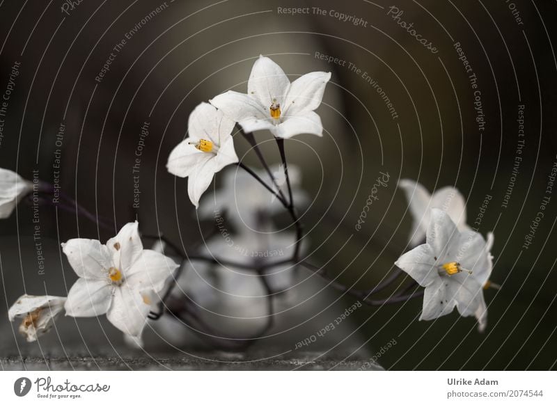 Nachtschatten - Jasmin (Solanum laxum) Stil Design Wellness harmonisch Zufriedenheit Erholung ruhig Meditation Duft Sommer einrichten Dekoration & Verzierung