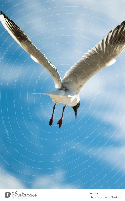 Friedens-Möwe Umwelt Natur Himmel Wolken Sonnenlicht Sommer Klima Schönes Wetter Ostsee Meer Tier Wildtier Vogel Flügel Fuß Schnabel Feder 1 fliegen blau weiß