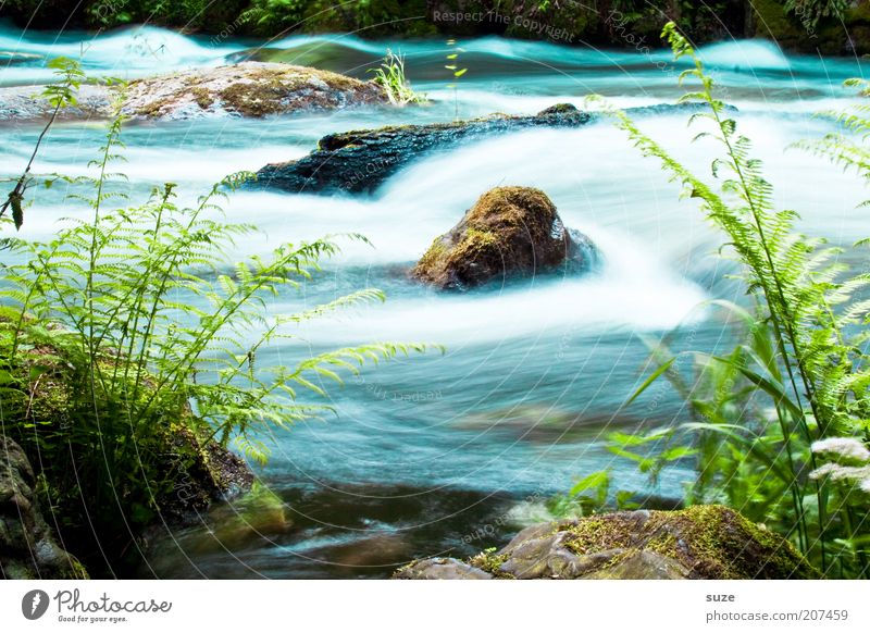 Stromschnelle Abenteuer Umwelt Natur Landschaft Pflanze Wasser Klima Gras Sträucher Farn Grünpflanze Wildpflanze Felsen Flussufer Bach Stein entdecken