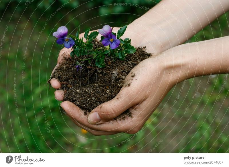 Stiefmütterchen in der Hand Sommer Garten Kind Arbeit & Erwerbstätigkeit Gartenarbeit Landwirtschaft Forstwirtschaft Mensch Frau Erwachsene Mann Jugendliche