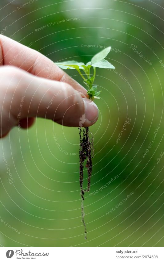 Sprössling Sommer Garten Kind Arbeit & Erwerbstätigkeit Gartenarbeit Landwirtschaft Forstwirtschaft Finger Umwelt Natur Pflanze Erde Sand Frühling Blume Blatt