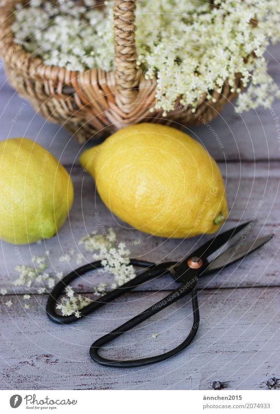 Holunderblütenernte I Holunderbusch selbstgemacht Sirup Zitrone Sommer Frühling Natur Blüte weiß gelb Korb Schere geschnitten Ernte pflücken machen Doldenblüte